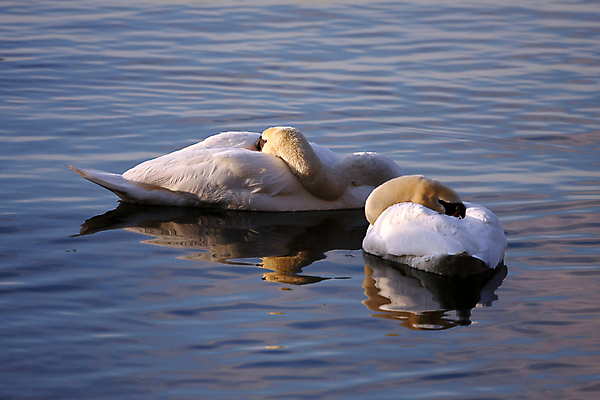 포토 JPG 해외이미지 동물 호수 야생동물 날개 오렌지 자연 조류 성인 사람없음 물 파란색 강 반사 머리 평화 검은색 수영 침묵 흰색 연못 우아함 깃털 부리 백조 목 물새 계산서 단아함 동물상 벙어리 해외202004 해외포토 자연요소 컬러 컨셉 과일 사람 신체부위 조형물 소리 수상스포츠 생태계 파일형식 이미지허브