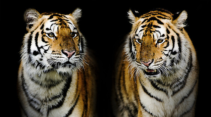 포토 JPG 해외이미지 동물 응시 시선 얼굴 야생동물 포유류 자연 털 사람없음 초록색 강 머리 고양이 줄무늬 분노 표현 호랑이 해조류 닫기 보호 위험 큼 사파리 사냥 육식동물 사냥꾼 표범 공격적 시베리아 해외202004 해외포토 직업 감정 컬러 컨셉 무늬 모션 신체부위 반려동물 해양식물 크기 생태계 파일형식 이미지허브