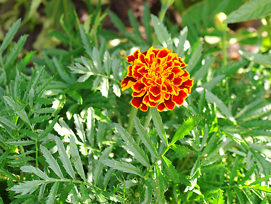 포토 JPG 해외이미지 식물 꽃잎 꽃 줄기 잎 꽃무늬 오렌지 자연 사람없음 야외 장식 빨간색 초록색 노란색 머리 정원 성장 벚꽃 개화 센터 싱글 원예 해외202004 해외포토 컬러 무늬 과일 취미 신체부위 생태계 파일형식 이미지허브