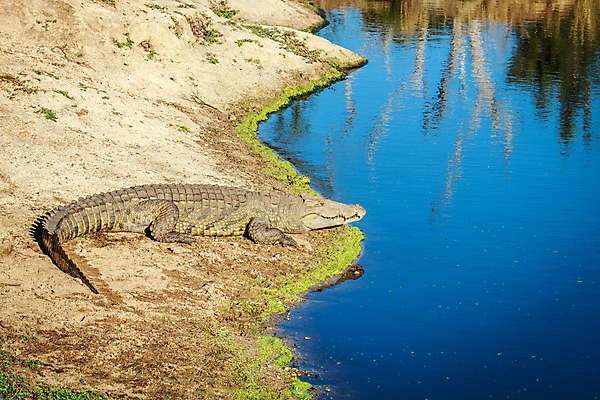포토 JPG 해외이미지 동물 공원 야생동물 여행 파충류 아프리카 자연 생물 동물원 저울 사람없음 야외 물 강 황무지 보호 위험 큼 사파리 공룡 도마뱀 육식동물 악어 사냥꾼 남쪽 내추럴 몬스터 생태학 전국 힘찬 해외202004 해외포토 자연요소 직업 공공시설 교육 나라 컨셉 크기 방향 생태계 파일형식 이미지허브