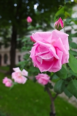 포토 JPG 해외이미지 식물 꽃잎 꽃 줄기 분홍색 백그라운드 잎 자연 사람없음 초록색 장미 창백 취급주의 해외202004 해외포토 컬러 경고 생태계 파일형식 이미지허브