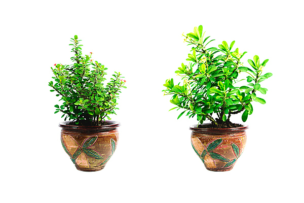 포토 JPG 해외이미지 나무 식물 1 디자인 꽃 화분 화초 백그라운드 잎 자연 주택 실내 사람없음 야외 내부 목재 장식 초록색 여름 정원 검은색 봄 성장 흰색 나뭇가지 신선 화려 냄비 큼 관목 오브젝트 무화과 내추럴 고립 심기 해외202004 해외포토 계절 컬러 컨셉 과일 재료 모션 건물 솥 크기 생태계 파일형식 이미지허브