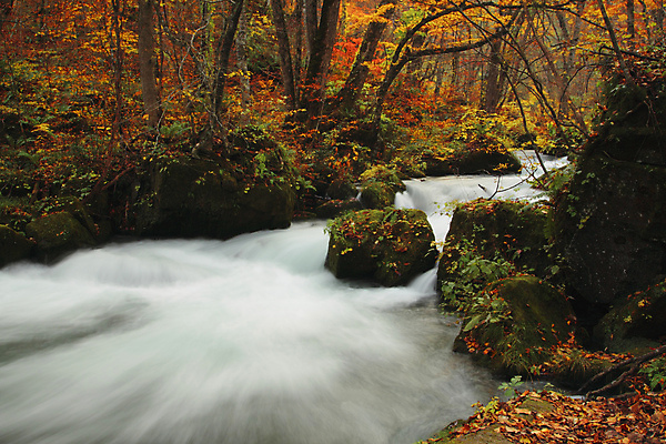 포토 JPG 해외이미지 나무 계절 공원 단풍 잎 오렌지 자연 이끼 풍경 사람없음 야외 컬러풀 일본 폭포 가을 바위 개울 강가 즐거움 해외202004 해외포토 식물 공공시설 감정 아시아 컬러 과일 강 돌_바위 생태계 파일형식 이미지허브
