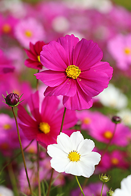 포토 JPG 해외이미지 식물 계절 꽃잎 꽃 분홍색 백그라운드 꽃무늬 밭 자연 하늘 풍경 사람없음 초록색 여름 파란색 컬러풀 환경 정원 보라색 봄 벚꽃 가을 흰색 시골 신선 개화 닫기 묘사 코스모스 장면 꽃가루 내추럴 강렬 많음 해외202004 해외포토 컬러 컨셉 무늬 농업 모션 가루 생태계 파일형식 이미지허브