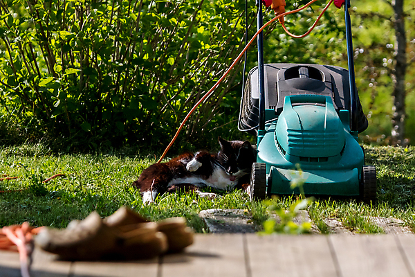 포토 JPG 해외이미지 식물 동물 계절 공원 백그라운드 밭 자연 휴가 휴식 풍경 잔디 사람없음 야외 초록색 여름 정원 고양이 기계 봄 공구 잠 업무 바퀴 자르기 허브 오브젝트 에코 원예 롤러 뒤뜰 법정 생태학 안뜰 해외202004 해외포토 공공시설 교육 컬러 컨셉 농업 포유류 모션 취미 반려동물 환경 도구 작업 생태계 파일형식 이미지허브