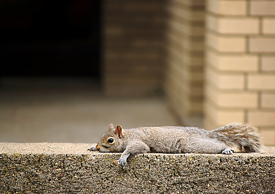 포토 JPG 해외이미지 동물 1 응시 벽 포유류 휴식 벽돌 거리 털 돌담 피곤 사람없음 야외 건물 갈색 쌓기 회색 도시 잠 설치류 작음 모피 꼬리 낮잠 다람쥐 솜털 게으름 해외202004 해외포토 건축물 시선 컬러 컨셉 모션 담장 돌_바위 크기 파일형식 이미지허브