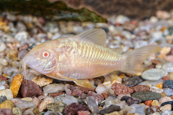포토 JPG 해외이미지 1 패턴 자연 추상 주택 어류 취미 사람없음 초록색 물 반려동물 갈색 우주 수영 조약돌 수족관 민물 해외202004 해외포토 자연요소 동물 컬러 무늬 건물 수중동물 돌_바위 수상스포츠 생태계 파일형식 이미지허브