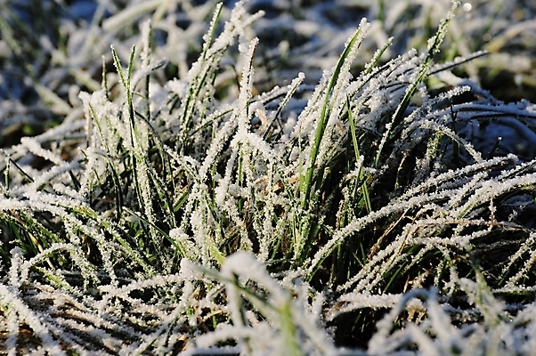 포토 JPG 해외이미지 식물 계절 백그라운드 잎 겨울 자연 아침 날씨 사람없음 야외 초록색 물 정원 냉동 얼음 추위 가을 흰색 시골 신선 닫기 시원함 묘사 서리 내추럴 반투명 해외202004 해외포토 주간 자연요소 컬러 모션 생태계 파일형식 이미지허브