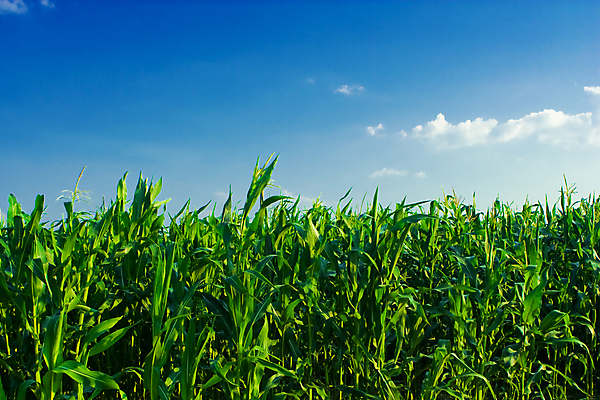포토 JPG 해외이미지 식물 구름 계절 줄기 백그라운드 잎 농업 자연 하늘 옥수수 씨앗 풍경 사람없음 야외 초록색 여름 파란색 농작물 태양 농장 봄 성장 나뭇가지 시골 시리얼 다발 유기농 향기 조경 장면 연료 세련 해외202004 해외포토 자연요소 나무 웰빙 산업 음식 컬러 곡류 생태계 냄새 파일형식 이미지허브