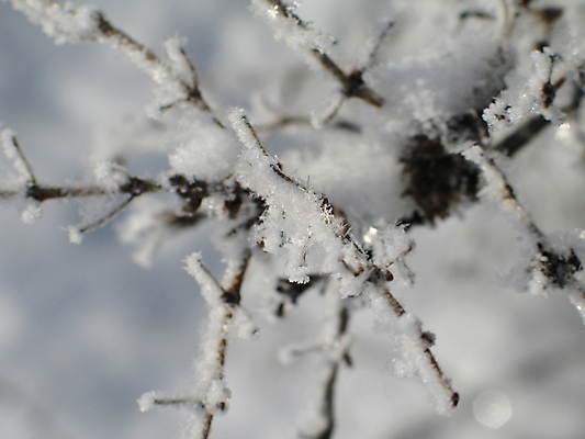 포토 JPG 해외이미지 주간 나무 조각 겨울 자연 사람없음 가로 냉동 얼음 추위 백발 흰색 나뭇가지 담요 땅 북극 피부 유기농 서리 나무껍질 마법 반투명 웅장함 해외202004 해외포토 자연요소 식물 헤어스타일 웰빙 계절 컬러 신체부위 껍질 극지방 생태계 파일형식 이미지허브