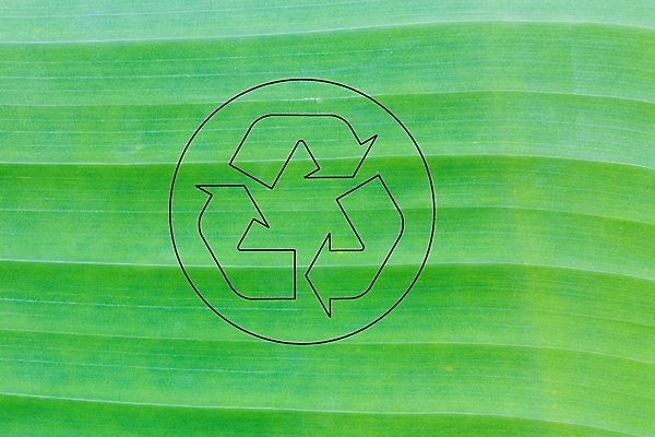 포토 JPG 해외이미지 나무 식물 아이콘 백그라운드 컨셉 잎 패턴 자연 추상 바나나 손바닥 사람없음 초록색 환경 재활용 신선 열대우림 심볼 사인 질감 정맥 생태학 해외202004 해외포토 손 교육 컬러 무늬 과일 숲 친환경 생태계 혈관 파일형식 이미지허브