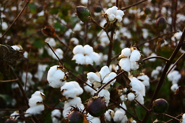포토 JPG 해외이미지 식물 손 꽃 산업 밭 농업 공 자연 하늘 사람없음 파란색 농작물 농장 수확 성장 흰색 직물 면 닫기 수집 유기농 부드러움 섬유 솜털 남쪽 내추럴 밭일 숙성 세련 해외202004 해외포토 웰빙 컬러 모션 신체부위 감각 방향 생태계 파일형식 이미지허브