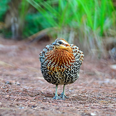 포토 JPG 해외이미지 동물 공원 아시아 야생동물 백그라운드 날개 태국 자연 조류 휴식 생물 사람없음 야외 초록색 컬러풀 햇빛 환경 자유 나뭇가지 보호 대나무 깃털 속도 싱글 꼬리 사냥 부리 경보 땅바닥 해외202004 해외포토 나무 공공시설 나라 컬러 컨셉 바닥 태양 생태계 파일형식 이미지허브