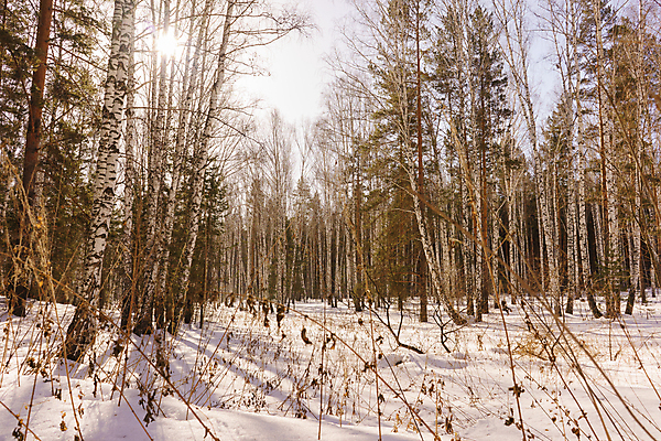 포토 JPG 해외이미지 나무 계절 공원 백그라운드 캐나다 겨울 자연 하늘 아침 날씨 노르웨이 핀란드 풍경 사람없음 야외 목재 파란색 빛 햇빛 환경 맑음 얼음 검은색 봄 추위 흰색 나뭇가지 소나무 숲 4월 속도 에코 러시아 장면 자작나무 생태학 눈내림 해외202004 해외포토 주간 자연요소 식물 공공시설 교육 유럽 컬러 북아메리카 재료 눈_날씨 북유럽 태양 날짜 생태계 파일형식 이미지허브