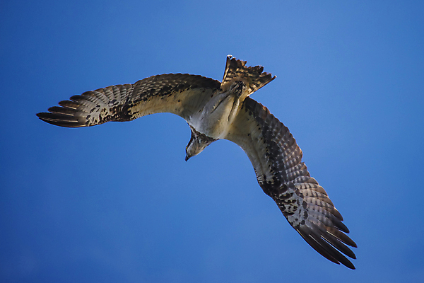 포토 JPG 해외이미지 나무 동물 계절 호수 바다 여행 조류 하늘 휴식 노르웨이 사람 풍경 사람없음 야외 목재 초록색 물 여름 파란색 강 컬러풀 반사 노란색 맑음 침묵 보트 해외202004 해외포토 자연요소 식물 유럽 컬러 컨셉 배_교통 재료 날씨 소리 파일형식 이미지허브