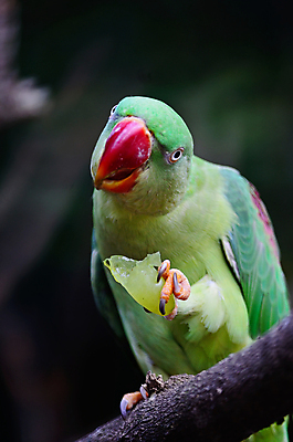 포토 JPG 해외이미지 나무 동물 여자 아시아 야생동물 백그라운드 날개 자연 조류 사람없음 빨간색 초록색 여름 컬러풀 나뭇가지 숲 열대우림 깃털 부리 앵무새 잉꼬 해외202004 해외포토 식물 계절 나라 컬러 사람 생태계 파일형식 이미지허브