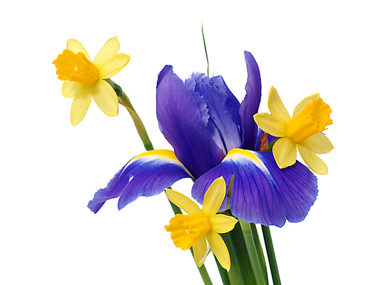 포토 JPG 해외이미지 식물 꽃잎 꽃 줄기 백그라운드 잎 꽃무늬 오렌지 자연 부활절 선물 사람없음 초록색 빛 컬러풀 노란색 우주 정원 꽃병 봄 튤립 벚꽃 흰색 축하 신선 4월 배열 양동이 수선화 붓꽃 내추럴 고립 해외202004 해외포토 계절 기념일 컬러 컨셉 무늬 과일 날짜 생태계 파일형식 이미지허브