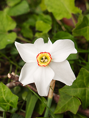 포토 JPG 해외이미지 식물 1 계절 공원 꽃잎 꽃 백그라운드 꽃무늬 밭 자연 사람없음 장식 초록색 컬러풀 노란색 머리 정원 봄 활발 성장 벚꽃 흰색 신선 자르기 오브젝트 싱글 원예 향기 수선화 내추럴 고립 해외202004 해외포토 공공시설 컬러 컨셉 무늬 농업 모션 취미 신체부위 생태계 냄새 파일형식 이미지허브