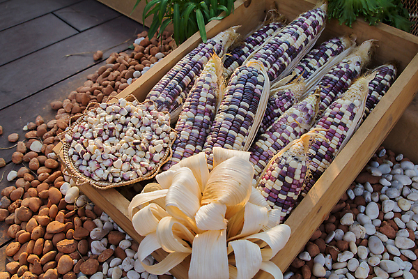 포토 JPG 해외이미지 식물 외관 산업 음식 줄기 잎 밭 농업 다이어트 건조 건강 옥수수 씨앗 사람없음 야외 여름 농작물 농장 노란색 맑음 흙 놀람 수확 성장 가을 시골 신선 닫기 낟알 땅 허브 날것 팝콘 밭일 해외202004 해외포토 계절 감정 컬러 모션 날씨 곡류 표정 파일형식 이미지허브