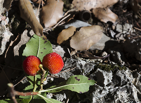 포토 JPG 해외이미지 나무 식물 열매 음식 잎 농업 과일 자연 건강 사람없음 야외 빨간색 초록색 농장 환경 수확 성장 신선 스페인 닫기 다발 오브젝트 원예 생물학 내추럴 생태학 해외202004 해외포토 교육 유럽 산업 컬러 모션 취미 생태계 파일형식 이미지허브