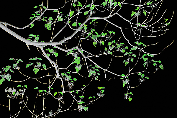 포토 JPG 해외이미지 나무 식물 계절 실루엣 줄기 백그라운드 낙엽 잎 겨울 곡선 자연 하늘 추상 미술 사람없음 야외 목재 장식 빨간색 초록색 여름 환경 정원 검은색 어둠 봄 성장 가을 흰색 나뭇가지 막대기 고독 야간 숲 자르기 유기농 통나무 나무껍질 내추럴 생태학 수목 부족함 해외202004 해외포토 자연요소 웰빙 교육 감정 선 컬러 컨셉 무늬 재료 모션 문화예술 촬영기법 껍질 생태계 파일형식 이미지허브