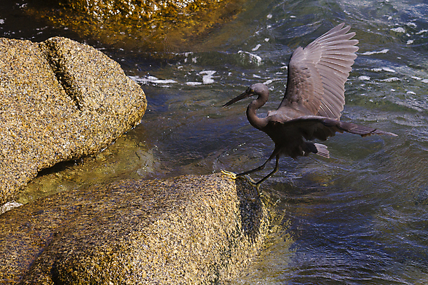 포토 JPG 해외이미지 동물 공원 호수 야생동물 여행 잎 날개 자연 조류 사람없음 야외 초록색 물 여름 평화 환경 흰색 연못 만 황무지 습지 큼 땅 왜가리 깃털 부리 캘리포니아 태평양 목 서식지 내추럴 단아함 동물상 생태학 해외202004 해외포토 자연요소 식물 계절 공공시설 교육 바다 컬러 컨셉 신체부위 조형물 미국 크기 생태계 파일형식 이미지허브