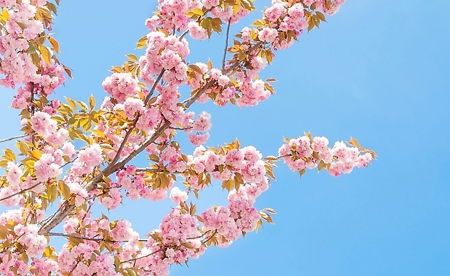 포토 JPG 해외이미지 나무 식물 계절 꽃잎 꽃 줄기 분홍색 백그라운드 잎 꽃무늬 과일 자연 하늘 휴가 부활절 사람없음 야외 장식 초록색 파란색 우주 정원 봄 벚꽃 흰색 나뭇가지 신선 개화 닫기 과수원 원예 복숭아 내추럴 고립 해외202004 해외포토 기념일 컬러 무늬 농업 모션 취미 생태계 파일형식 이미지허브