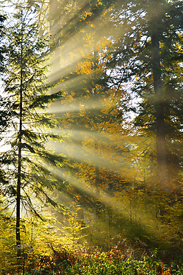 포토 JPG 해외이미지 나무 계절 선 백그라운드 잎 농업 자연 하늘 아침 휴식 파노라마 그림자 풍경 사람없음 야외 목재 초록색 여름 빛 태양 환경 맑음 침묵 안개 광선 가을 나뭇가지 시골 숲 땅 명상 생태계 지역 상록수 산소 생태학 오아시스 해외202004 해외포토 주간 자연요소 식물 교육 산업 컬러 컨셉 재료 날씨 촬영기법 소리 원소 파일형식 이미지허브