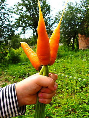 포토 JPG 해외이미지 식물 접시 손 여자 음식 농업 다이어트 채소 오렌지 손가락 건강 3 사람없음 빨간색 초록색 농작물 식사 당근 수확 침대 신선 농부 상품 다발 먹기 뿌리 채식주의자 해외202004 해외포토 직업 식기 산업 컬러 가구 과일 모션 뿌리채소 사람 신체부위 채식 파일형식 이미지허브