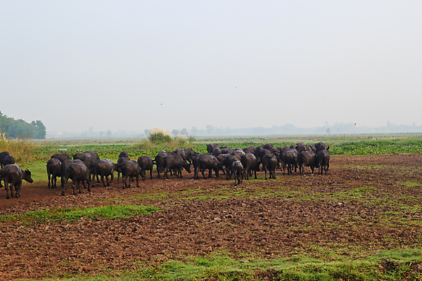 포토 JPG 해외이미지 나무 동물 1 공원 남자 아시아 문화 야생동물 분홍색 농업 포유류 태국 자연 밥 근육 노동자 생물 뿔 서기 사람없음 야외 초록색 물 농장 힘 수확 흰색 연못 업무 뜨거움 농부 위험 큼 먹기 사파리 진흙 무거움 내추럴 고립 동물상 해외202004 해외포토 자연요소 식물 직업 공공시설 나라 산업 음식 컬러 컨셉 모션 사람 조형물 작업 무게 크기 생태계 파일형식 이미지허브