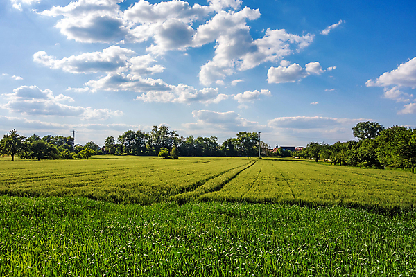 포토 JPG 해외이미지 나무 식물 구름 계절 밭 농업 자연 하늘 날씨 옥수수 풍경 잔디 사람없음 야외 초록색 여름 파란색 햇빛 태양 농장 농경지 환경 맑음 침묵 봄 활발 자유 시골 숲 땅 밀 언덕 장면 수평선 해외202004 해외포토 자연요소 산업 컬러 컨셉 곡류 소리 생태계 파일형식 이미지허브