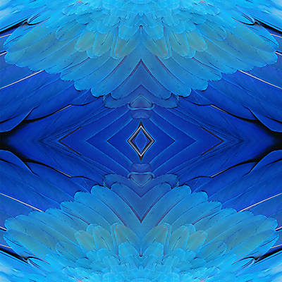 포토 JPG 해외이미지 동물 백그라운드 패턴 날개 자연 조류 사람없음 파란색 반려동물 컬러풀 노란색 황금 깃털 질감 앵무새 내추럴 이국적 해외202004 해외포토 컬러 무늬 생태계 파일형식 이미지허브