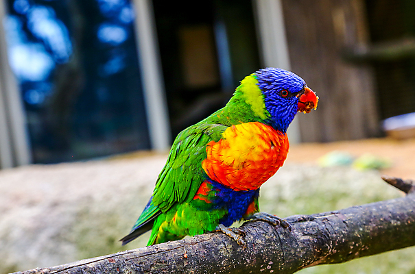 포토 JPG 해외이미지 나무 척추동물 응시 야생동물 무지개 오렌지 자연 동물원 종류 서기 앉기 사람없음 야외 파란색 반려동물 컬러풀 태양 노란색 나뭇가지 닫기 선택 깃털 부리 앵무새 노려봄 내추럴 경보 테마 해외202004 해외포토 자연요소 식물 동물 시선 컬러 컨셉 과일 모션 조류 표정 생태계 파일형식 이미지허브