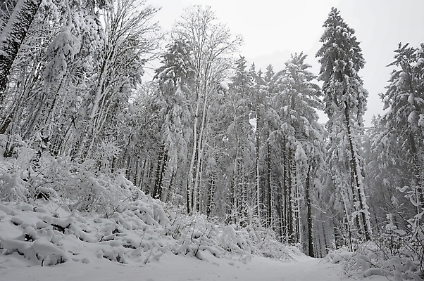 포토 JPG 해외이미지 나무 계절 공원 조각 여행 백그라운드 크리스마스 겨울 자연 요정 풍경 사람없음 파란색 냉동 얼음 추위 안개 흰색 나뭇가지 숲 땅 질감 서리 장면 폭풍 마법 내추럴 눈내림 해외202004 해외포토 자연요소 식물 공공시설 기념일 컬러 날씨 눈_날씨 생태계 파일형식 이미지허브