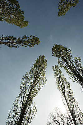 포토 JPG 해외이미지 나무 식물 구름 계절 백그라운드 밭 농업 자연 하늘 풍경 사람없음 야외 초록색 파란색 컬러풀 햇빛 농경지 환경 침묵 봄 성장 흰색 시골 신선 숲 땅 언덕 에코 장면 내추럴 밭일 생태학 평야 수평선 해외202004 해외포토 자연요소 교육 산업 컬러 태양 농장 소리 생태계 파일형식 이미지허브