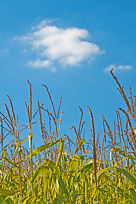 포토 JPG 해외이미지 구름 음식 밭 농업 재료 하늘 옥수수 요리 사람없음 파란색 농작물 벚꽃 낟알 시리얼 보리 팝콘 해외202004 해외포토 자연요소 꽃 산업 컬러 곡류 파일형식 이미지허브