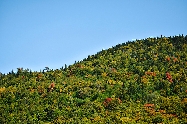 포토 JPG 해외이미지 주간 나무 계절 공원 길 백그라운드 단풍 잎 패턴 오렌지 자국 자연 벽지 하늘 풍경 사람없음 야외 목재 빨간색 초록색 컬러풀 운동 태양 갈색 노란색 평화 산책 하이킹 가을 나뭇가지 황금 숲 시원함 내추럴 땅바닥 삼림지대 해외202004 해외포토 자연요소 식물 공공시설 컬러 컨셉 무늬 과일 재료 레저 휴식 바닥 건강 생태계 파일형식 이미지허브