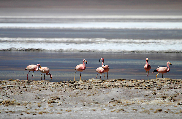 포토 JPG 해외이미지 동물 공원 호수 야생동물 여행 자연 조류 휴가 건조 풍경 사람없음 가로 물 반사 미국 사막 마시기 연못 플랫 보호 습지 플라밍고 부리 소금 지역 멀리 칠레 남쪽 석호 볼리비아 전국 해외202004 해외포토 자연요소 공공시설 컨셉 북아메리카 모션 아메리카 남아메리카 방향 생태계 파일형식 이미지허브