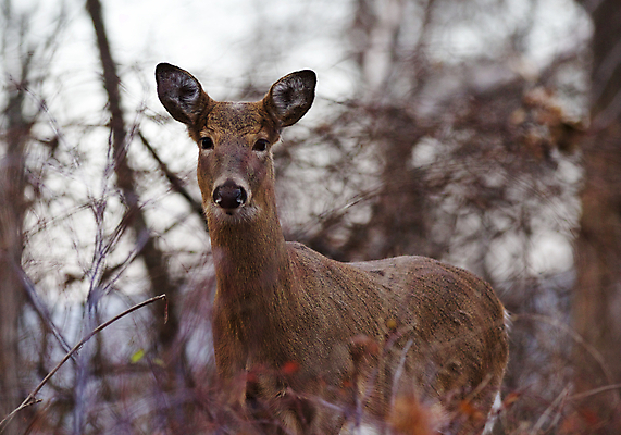 포토 JPG 해외이미지 나무 응시 야생동물 백그라운드 잎 사슴 털 사람없음 갈색 검은색 놀람 회색 가을 흰색 숲 큼 엽서 귀 경보 흥미 해외202004 해외포토 식물 동물 시선 계절 감정 컬러 컨셉 포유류 표정 신체부위 크기 편지 파일형식 이미지허브