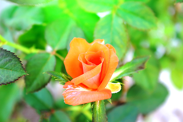 포토 JPG 해외이미지 식물 디자인 꽃잎 꽃 백그라운드 꽃무늬 밭 자연 수채화 미술 사람없음 빨간색 초록색 여름 컬러풀 정원 봄 수확 벚꽃 흰색 닫기 양귀비 고립 해외202004 해외포토 계절 컬러 무늬 농업 모션 문화예술 생태계 파일형식 이미지허브