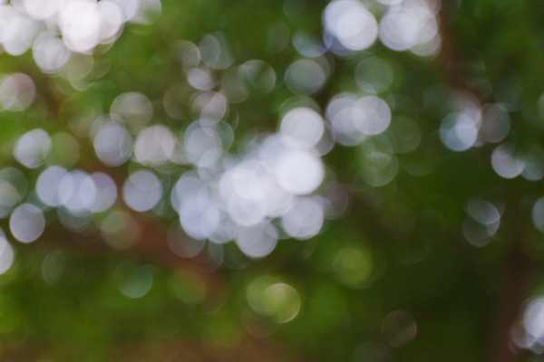 포토 JPG 해외이미지 사람없음 초록색 소프트포커스 보케 빛망울 블러 블러효과 보케백그라운드 해외202004 해외포토 컬러 백그라운드 촬영기법 빛 파일형식 효과 이미지허브