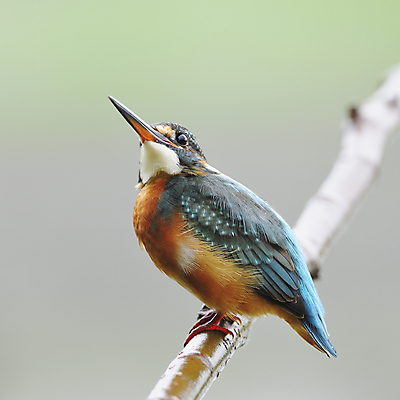 포토 JPG 해외이미지 주간 야생동물 자연 조류 사람없음 야외 물새 물총새 해외202004 해외포토 자연요소 동물 생태계 파일형식 이미지허브