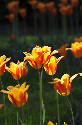 포토 JPG 해외이미지 식물 계절 공원 기념일 꽃잎 꽃 분홍색 꽃다발 백그라운드 잎 꽃무늬 밭 오렌지 자연 하늘 부활절 사람없음 빨간색 초록색 여름 빛 햇빛 태양 노란색 정원 맑음 봄 튤립 벚꽃 흰색 인사 신선 소프트포커스 5월 배열 꽃집 보케 내추럴 블러 그리너리 해외202004 해외포토 자연요소 공공시설 컬러 무늬 농업 과일 날씨 촬영기법 이벤트 상점 예절 날짜 생태계 파일형식 트랜드컬러 이미지허브