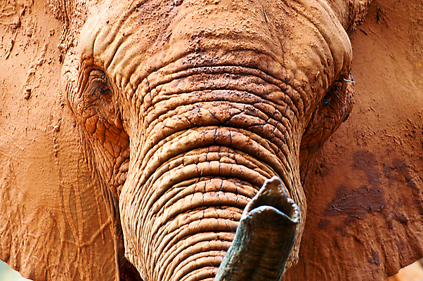 포토 JPG 해외이미지 동물 공원 야생동물 포유류 아프리카 자연 코끼리 사람없음 컬러풀 닫기 방목 먹기 상아 내추럴 대가리 찰과상 해외202004 해외포토 공공시설 나라 컬러 모션 축산업 상처 생태계 파일형식 이미지허브