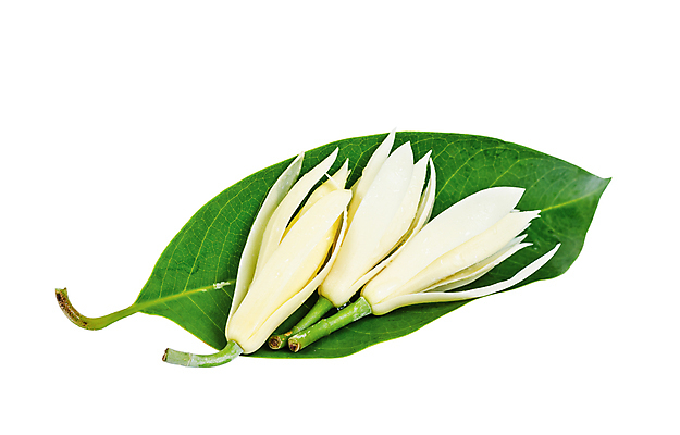 포토 JPG 해외이미지 식물 디자인 계절 꽃잎 꽃 아시아 클리핑패스 백그라운드 잎 꽃무늬 태국 자연 휴식 동양인 사람없음 장식 초록색 여름 약 노란색 환경 스파 봄 벚꽃 신선 개화 향기 냄새 아로마 꽃가루 목련 내추럴 고립 해외202004 해외포토 나라 컬러 컨셉 무늬 의학 인종 가루 생태계 파일형식 이미지허브