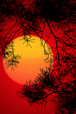 포토 JPG 해외이미지 나무 식물 자연 하늘 사람없음 빨간색 빛 컬러풀 태양 노란색 일출 일몰 새벽 나뭇가지 시골 저녁 천국 전나무 해외202004 해외포토 자연요소 컬러 노을 야간 생태계 파일형식 이미지허브