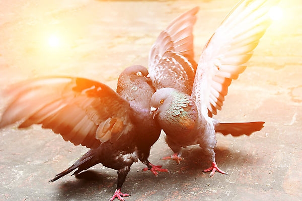 포토 JPG 해외이미지 동물 포즈 백그라운드 날개 모션 자연 조류 사람없음 야외 초록색 여름 걷기 귀여움 경쟁 작음 먹이 라이벌 비둘기 싸움 타운 결백 해외202004 해외포토 계절 컬러 컨셉 도시 크기 생태계 파일형식 이미지허브