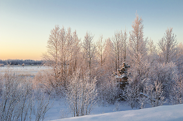 포토 JPG 해외이미지 구름 겨울 자연 하늘 아침 풍경 사람없음 야외 파란색 컬러풀 태양 추위 흰색 소나무 숲 시원함 서리 러시아 시베리아 눈내림 해외202004 해외포토 주간 자연요소 나무 계절 유럽 컬러 눈_날씨 생태계 파일형식 이미지허브