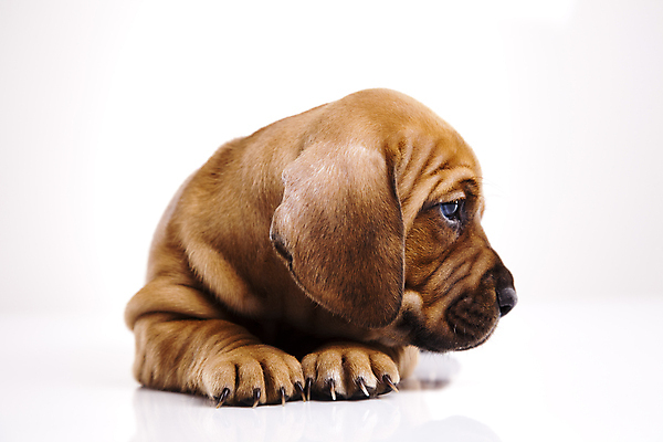 포토 JPG 해외이미지 한마리 반려견 새끼 엎드리기 실내 사람없음 반려동물 귀여움 강아지 닥스훈트 흰배경 해외202004 해외포토 동물 1 백그라운드 컨셉 모션 내부 흰색 개 파일형식 이미지허브