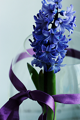 포토 JPG 해외이미지 계절 꽃잎 꽃 행복 꽃다발 잎 자연 유리 휴가 부활절 실내 선물 사람없음 내부 장식 물 파란색 빛 꽃병 보라색 봄 벚꽃 흰색 축하 신선 개화 소프트포커스 냄새 아로마 부드러움 내추럴 블러 히아신스 해외202004 해외포토 자연요소 식물 기념일 감정 컬러 컨셉 재질 촬영기법 감각 생태계 파일형식 이미지허브